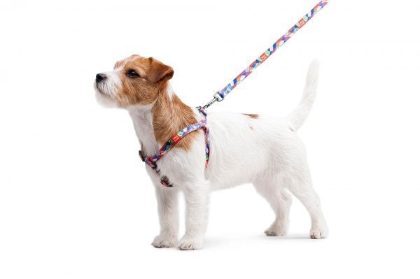 Поводок WAUDOG Nylon с рисунком Витраж 1,5х122 см