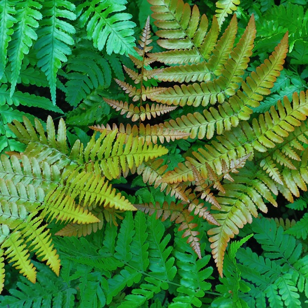 Растение Щитник красносорусовый С3