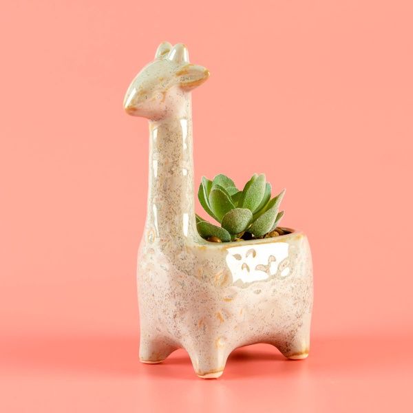 Растение декоративное DH-FLOWERS-20 GREEN/WHITE 