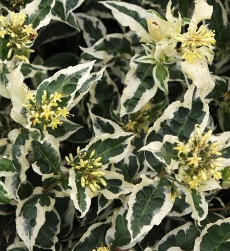 Растение Диервилла сидячолистая Кул Сплеш/ Diervilla sessilifolia 'Cool Splash' С2 /Н 30-40