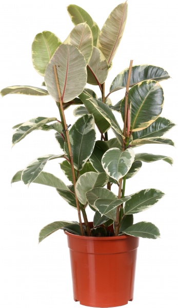 Растение Фикус elastica Robusta 27х90 см