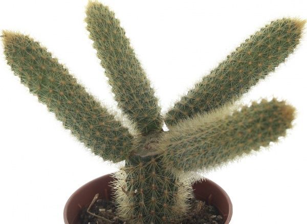Кактус Weberbauerocereus johnstonii 5,5/7,5