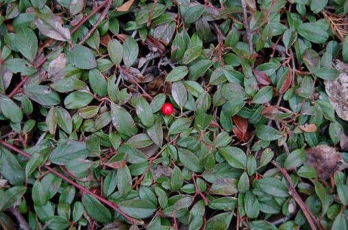 Растение Кизильник Даммера / Cotoneaster dam.Major, C2