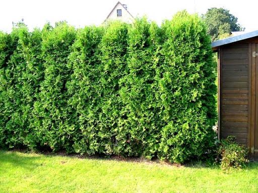 Саженец MegaPlant Туя западная Smaragd С3