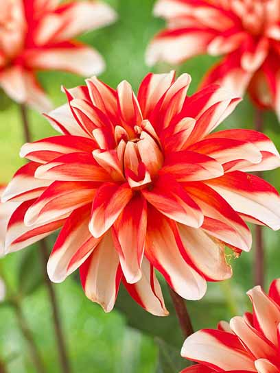 Корнеклубень георгины декоративной Динамит 1 шт. 