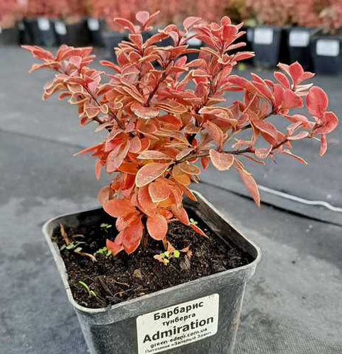 Растение Барбарис Тунберга Admiration (V20-S22 30+ C7.5)