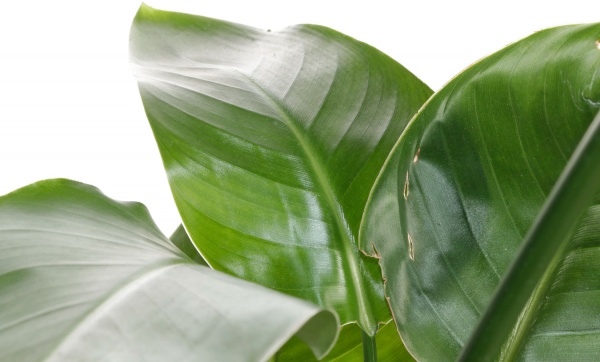 Рослина кімнатна Стріліція 17/55