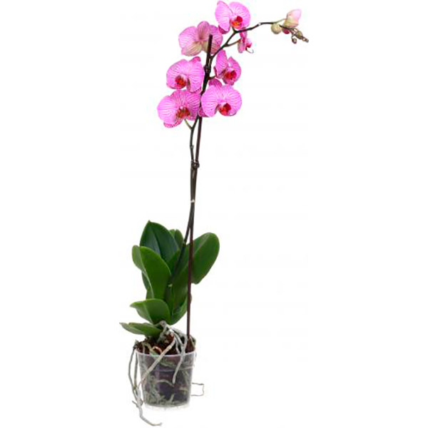 Рослина Фаленопсіс 12х60 см 1 стовбур