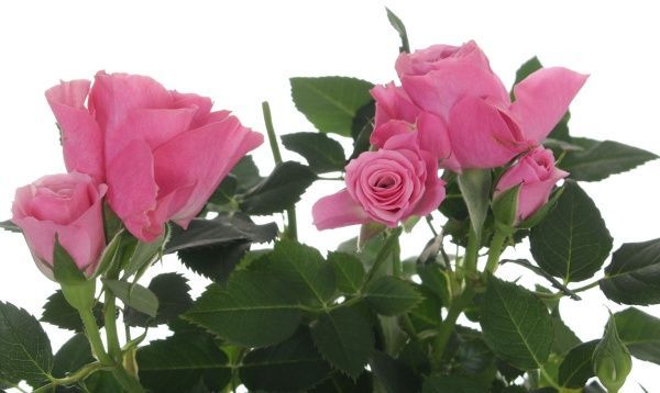 Растение комнатное Роза микс 10,5x20 см