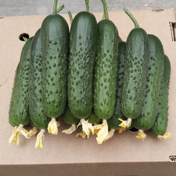 Насіння Професійне насіння огірок Спіно F1 10 шт. (4820176693778)