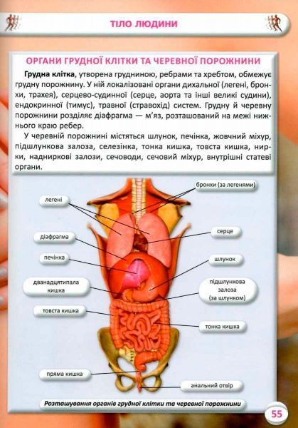 Книга Алина Котка «КнигУсе про тіло людини. 1000 цікавих фактів» 978-966-936-836-2