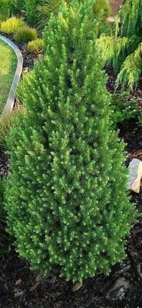 Растение Ель канадская Десембер С3