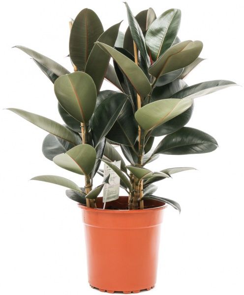 Рослина кімнатна фікус Робуста ø27 h110