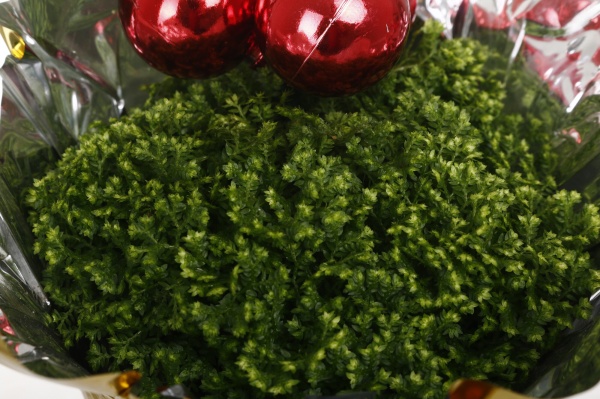 Рослина кімнатна Селагінелла новорічна з іграшками d9/h15
