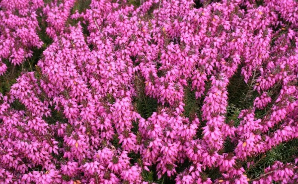 Растение Эрика в ассортименте, C 3, D 10-15