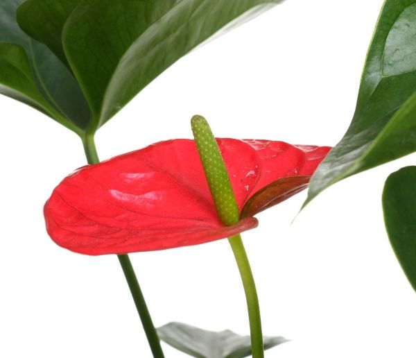 Растение комнатное Антуриум Andreanum красный 17x70 см