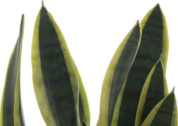 Растение Сансеверія д17 в70+