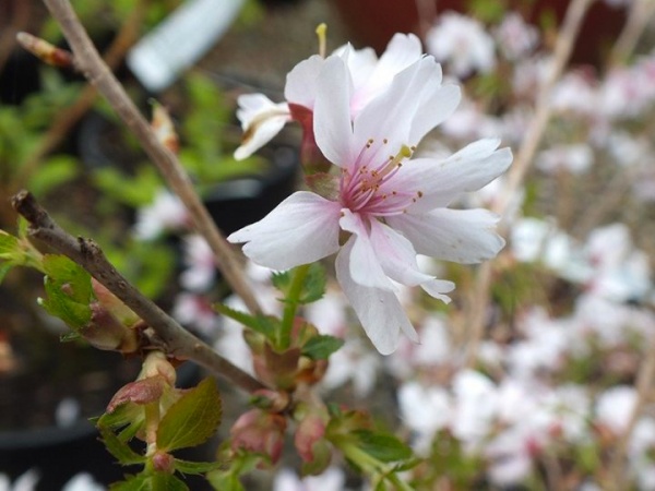 Растение Сакура кустовая Микинори / Prunus incisa 'Mikinori' С7.5 /Н 100-120