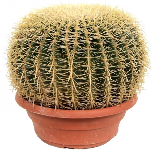 Растение Кактус Эхиногрузон 13/25