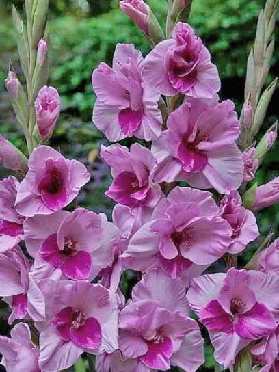 Бульбоцибулина гладіолуса Сакраменто 3 шт. 