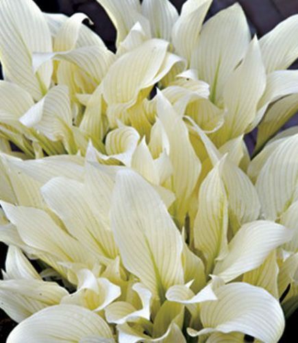 Корневище Яскрава Хоста White Feather 1 шт.