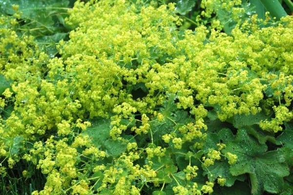 Растение декоративное Манжетка мягкая (Alchemilla mollis)
