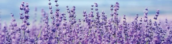 Наклейка на кухонный фартук Zatarga Нежная лаванда 65x250 см