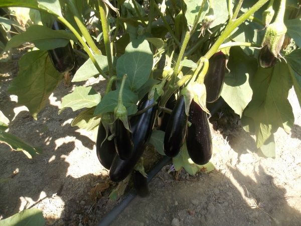 Семена Професійне насіння баклажан Дестан F1 15 шт. (4820176693860)