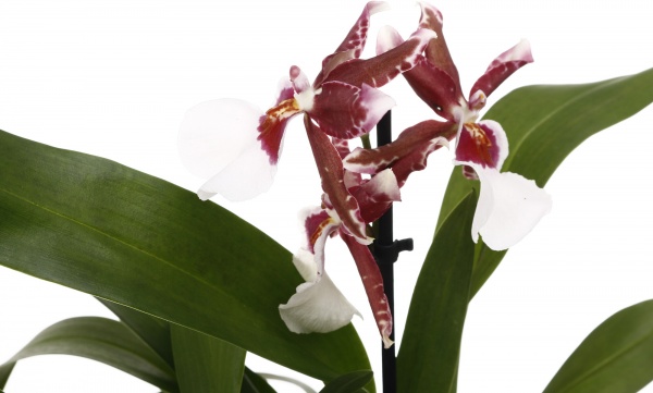 Рослина кімнатна Камбрія мікс 12х45 см 1 стовбур