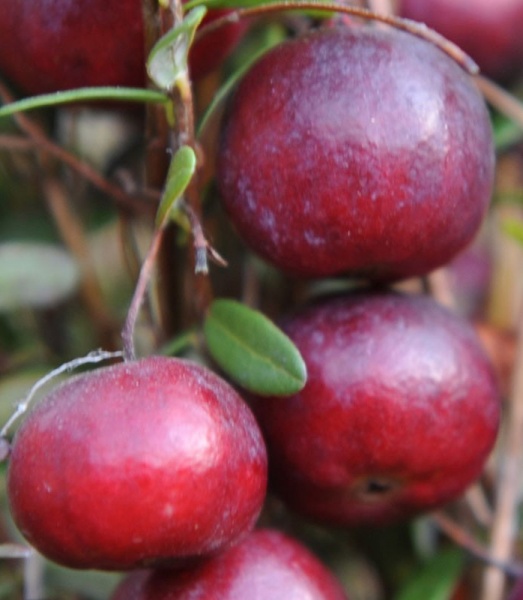 Растение Клюква крупноплодная Эрли Блэк/ Vaccinium macrocarpon 'Early Black' С3 /Н 30-40