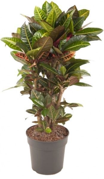 Рослина Кротон Петра бранч 21/85