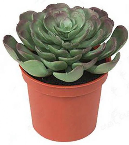 Рослина Суккулент мікс в горщику магніт 7/10