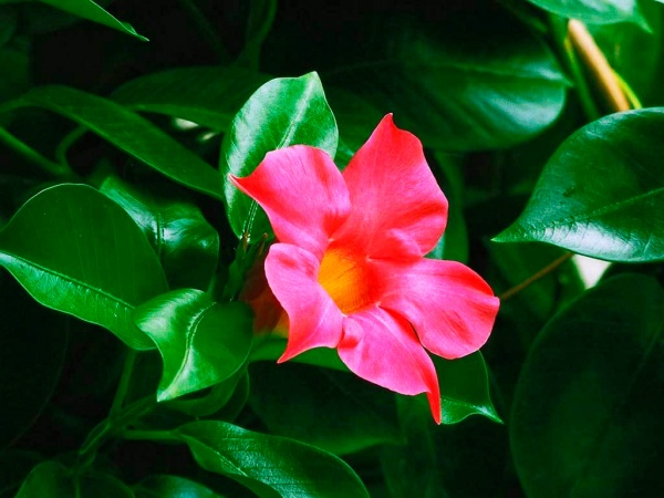 Рослина Мандевіла мікс 14х50 см