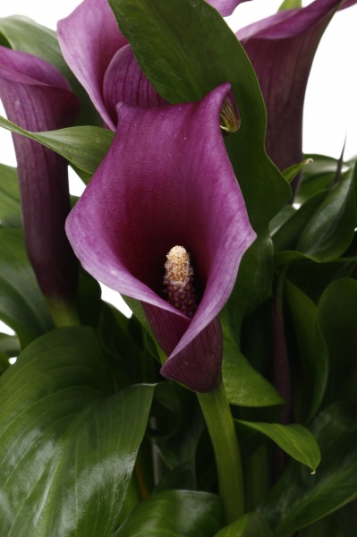 Рослина кімнатна Калла мікс 13/45