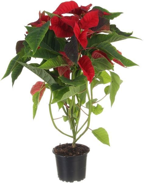 Рослина Пуансетія Мix D9