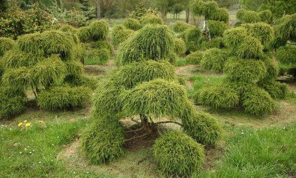 Растение Кипарисовик Филифера Нана d15/h30