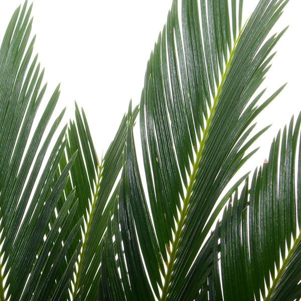 Рослина кімнатна Цикас 17х50