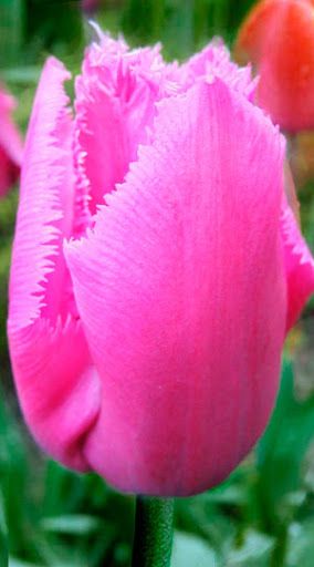 Луковица Тюльпан Louvre 3 шт. 