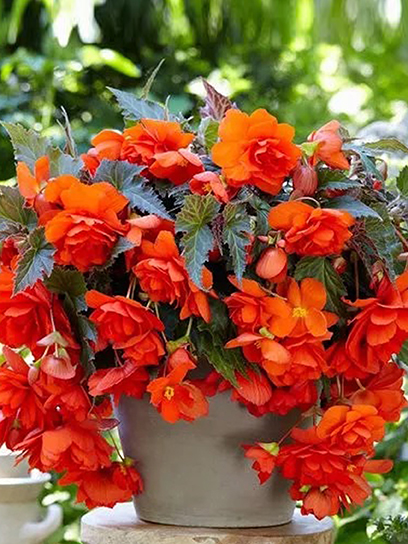 Бульба TUBERBULB Export B.V. бегонії пендули помаранчевої 1 шт.