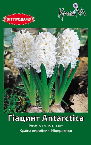 Луковица гиацинта Antarctica 1 шт. 