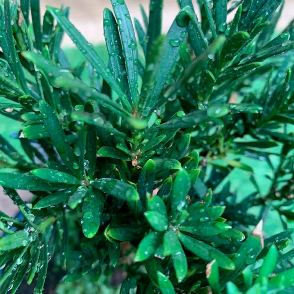 Рослина Подокарпус ред