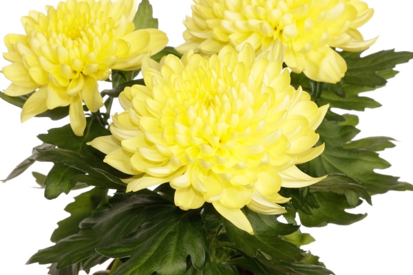 Рослина кімнатна Хризантема 14/45 Зембла