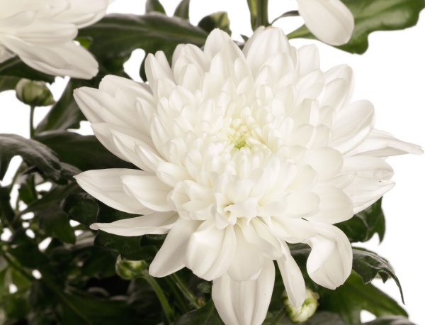 Рослина кімнатна Хризантема 14/45 Зембла