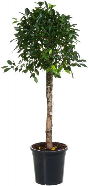 Рослина Фікус 27х150 см Нітіда