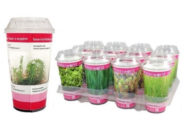 Растение Водные растения микс d10/h20