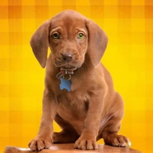 Набор для творчества со стразами на подрамнике Тоша 30x30 см Діамантові ручки 