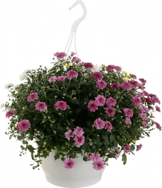 Растение Хризантема микс подвесная 25x40 см