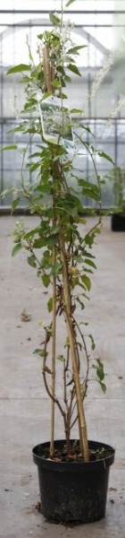 Растение Фалопия d17/h70