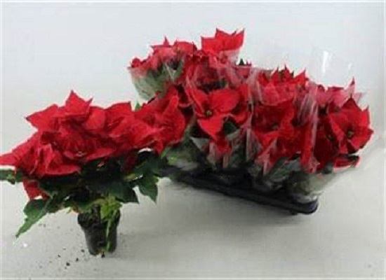 Растение Пуансетия 10х35 pulcherrima christmas Universe красная