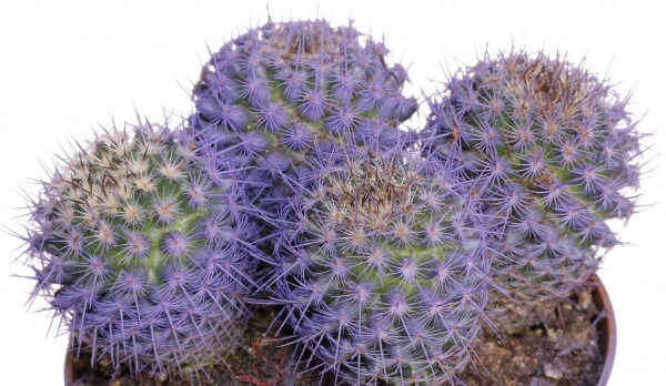 Рослина Кактус різнокольоровий 10/15